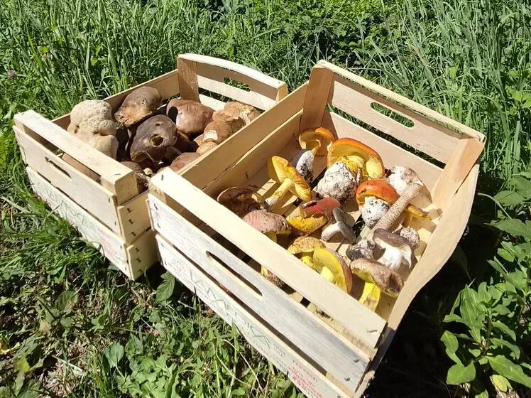 Cucinare i funghi