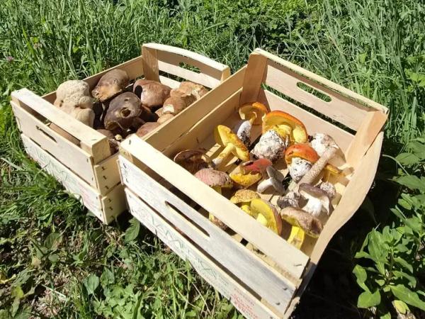 Cucinare i funghi