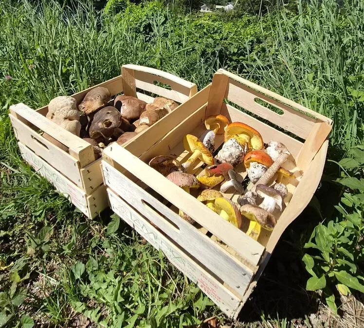 Cucinare i funghi